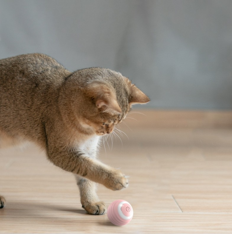 MAGIC Katzenball 2.1